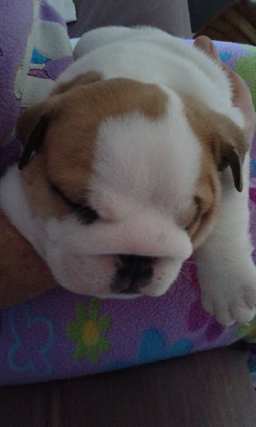 M'harley little face de laukami