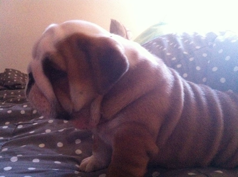 Lucky red bully de laukami