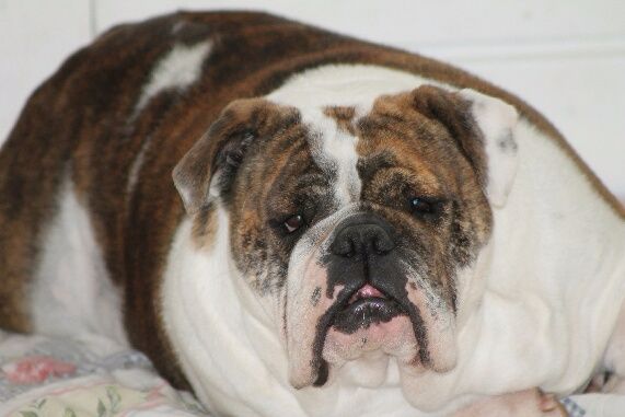 Gioia Dog'art So British